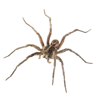 Image of a wolf spider